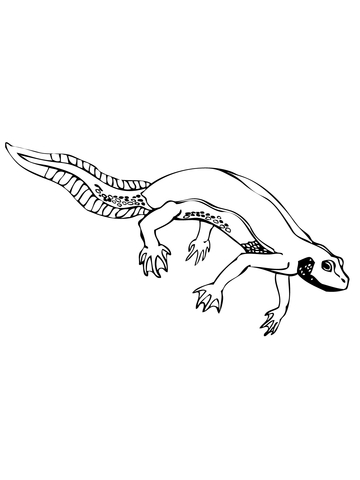 Newt Salamander Coloring Page